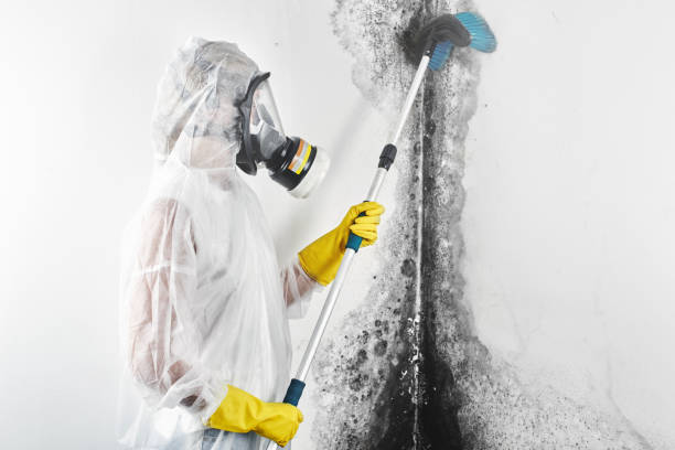 Best Emergency Mold Remediation  in Prophetstown, IL